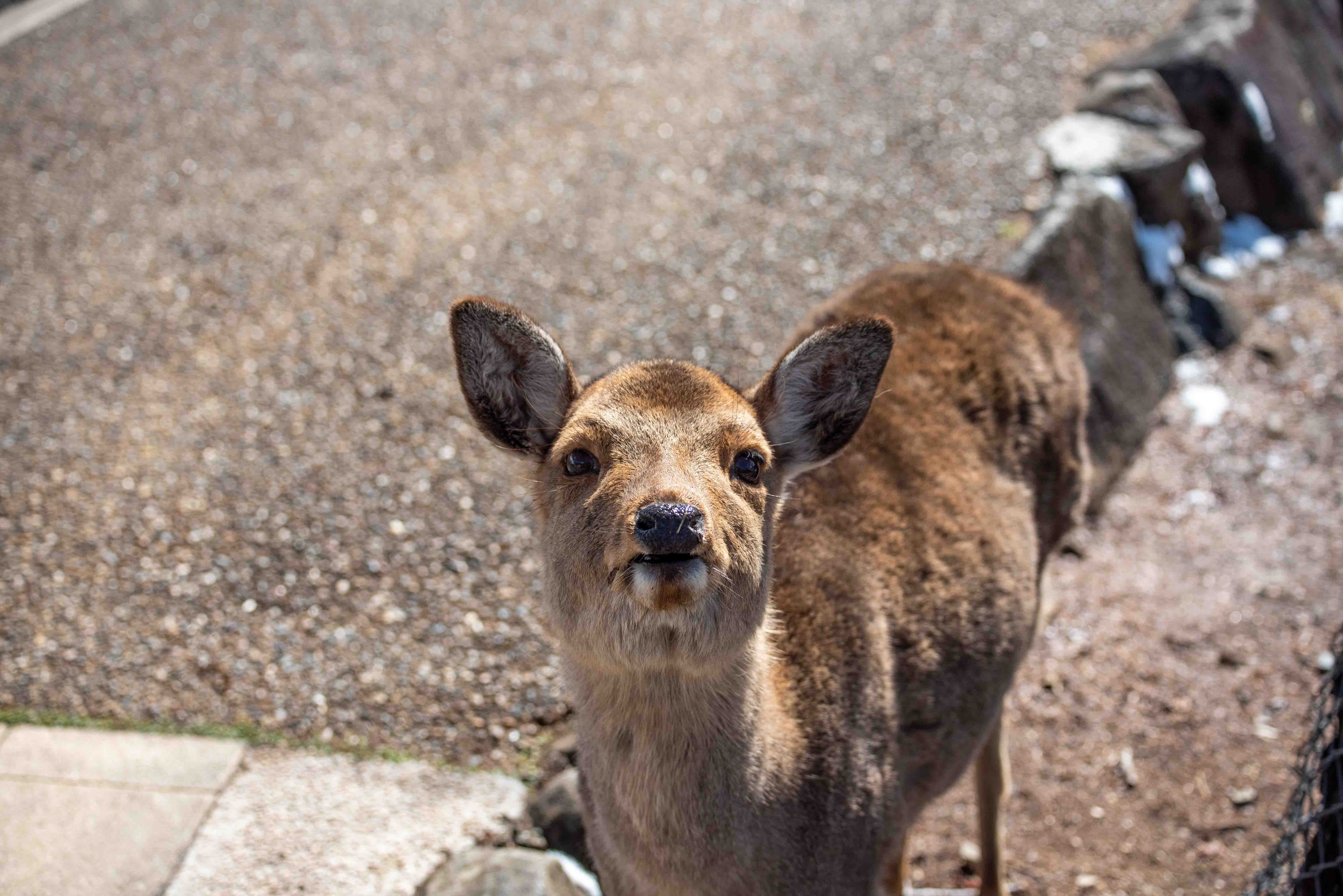 Tram bustles through street in Hiroshima